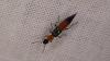 Paederus sp.